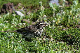 Serin strié