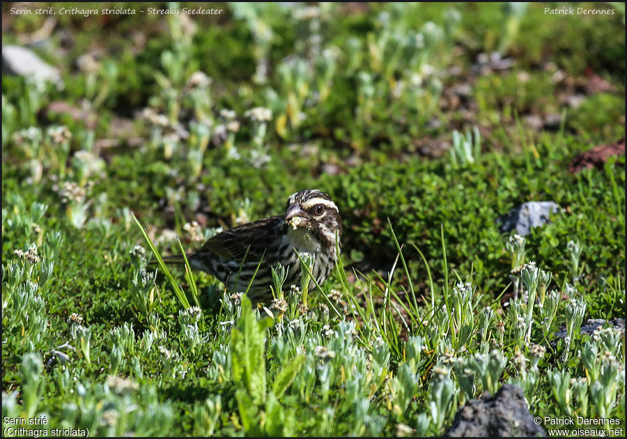 Streaky Seedeateradult, identification, feeding habits