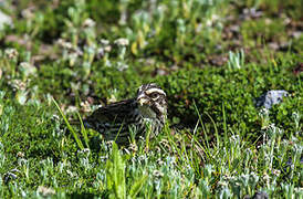 Streaky Seedeater