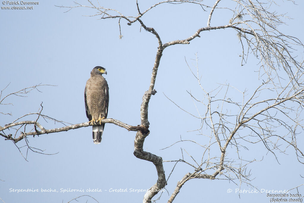 Crested Serpent Eagle, identification, habitat