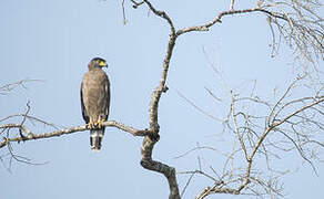 Crested Serpent Eagle