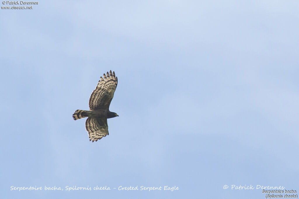 Crested Serpent Eagle, Flight