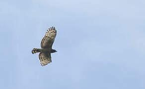 Crested Serpent Eagle