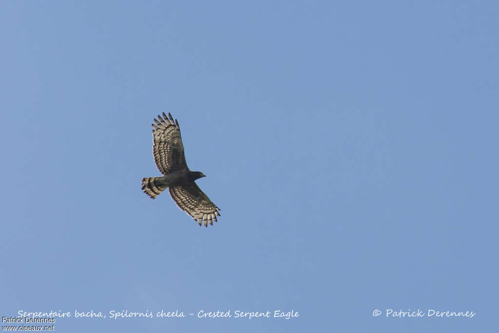 Crested Serpent Eaglejuvenile, Flight