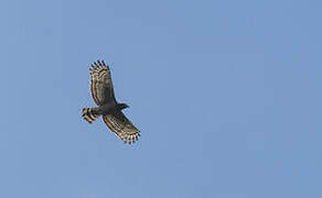 Crested Serpent Eagle