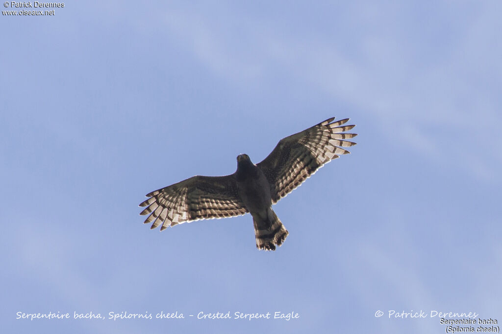 Crested Serpent Eagle