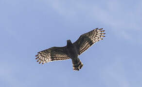 Crested Serpent Eagle