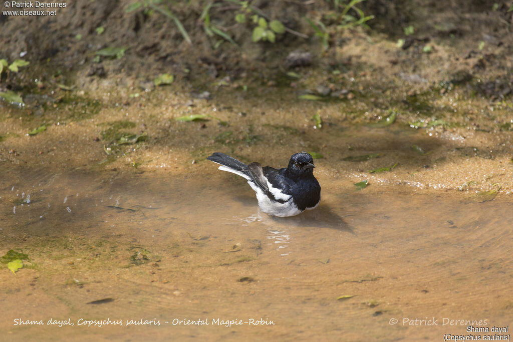 Oriental Magpie-Robin, identification, care