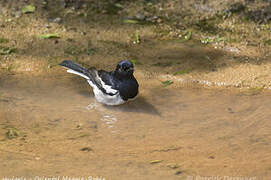 Oriental Magpie-Robin