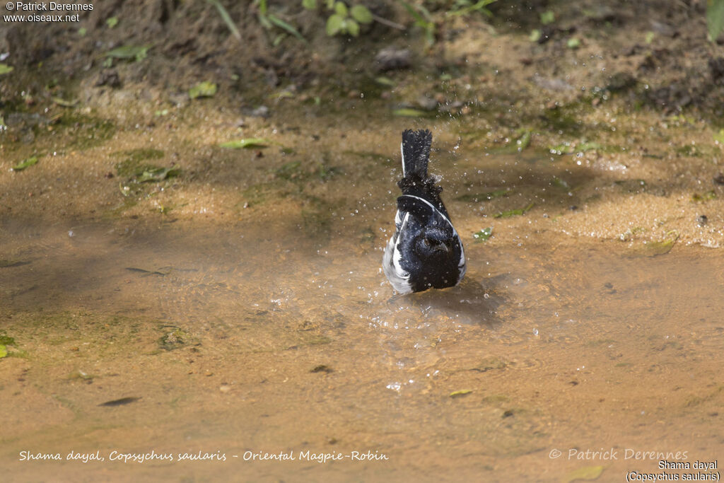 Oriental Magpie-Robin, identification, care