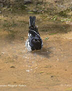 Oriental Magpie-Robin