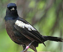 Seychelles Magpie-Robin