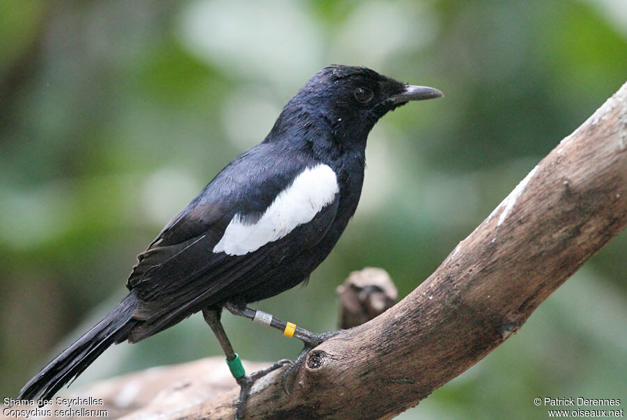 Shama des Seychellesadulte