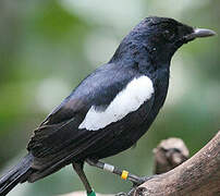 Seychelles Magpie-Robin