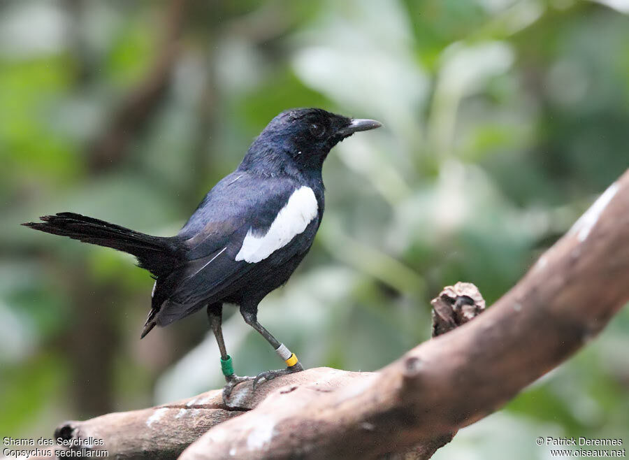 Shama des Seychellesadulte, identification