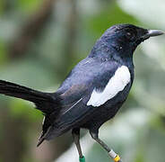 Seychelles Magpie-Robin