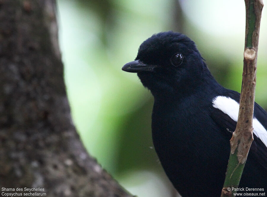 Seychelles Magpie-Robinadult, identification