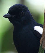 Seychelles Magpie-Robin