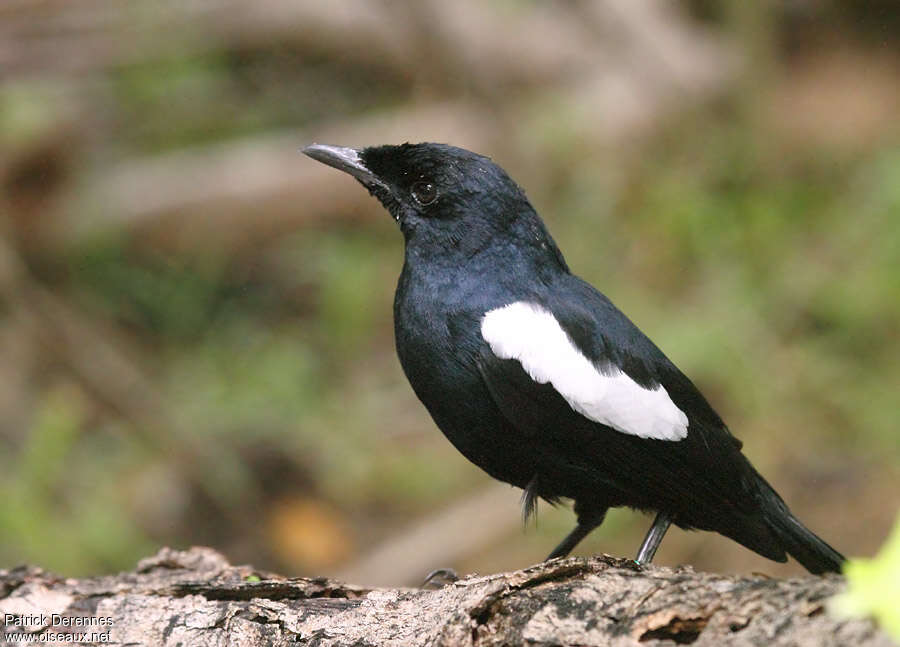 Seychelles Magpie-Robinadult, identification