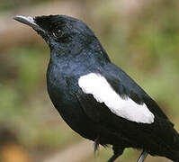 Seychelles Magpie-Robin