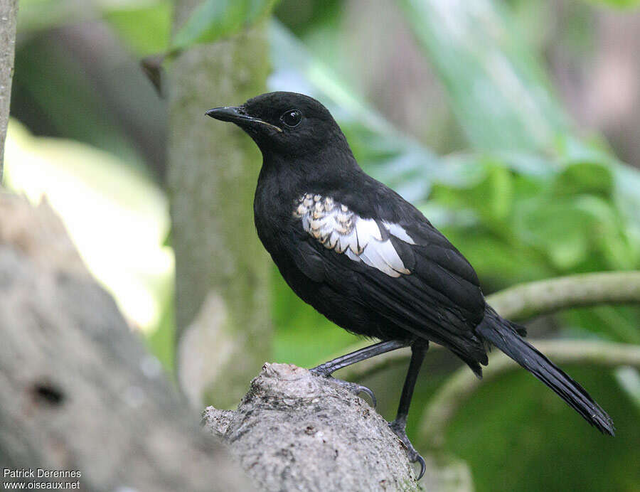 Shama des Seychellesjuvénile, identification