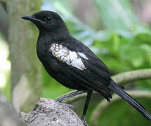 Seychelles Magpie-Robin