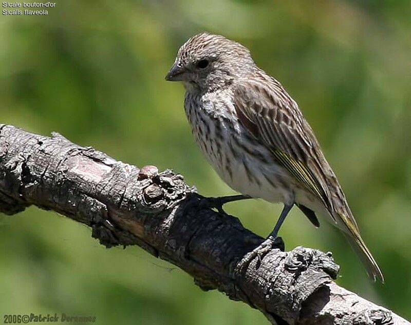 Saffron Finch female adult