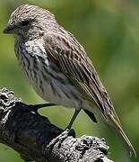 Saffron Finch