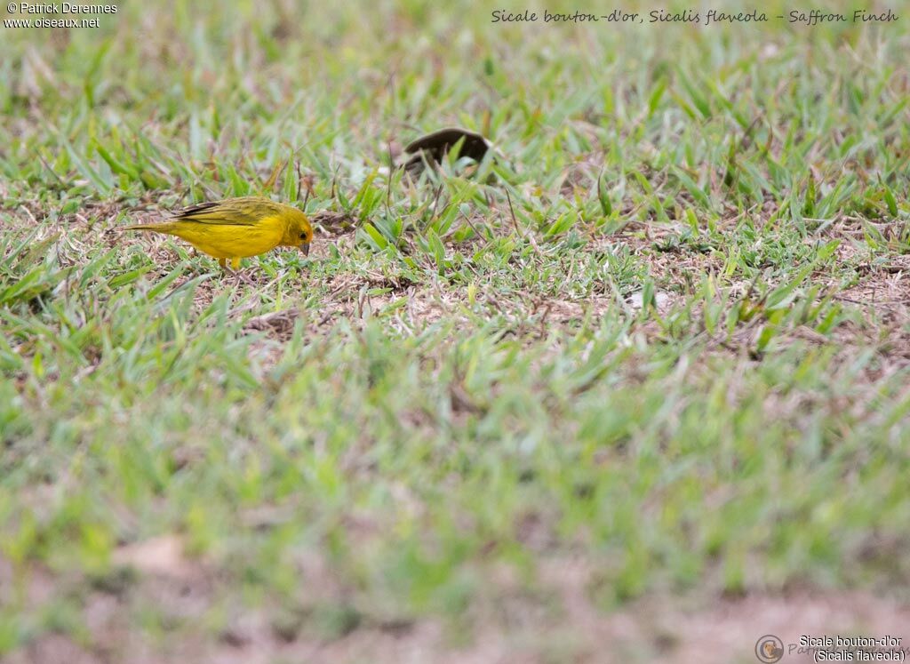 Saffron Finch male, identification, habitat