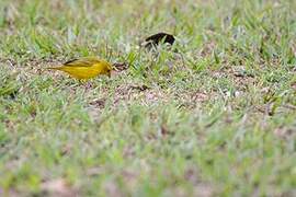 Saffron Finch