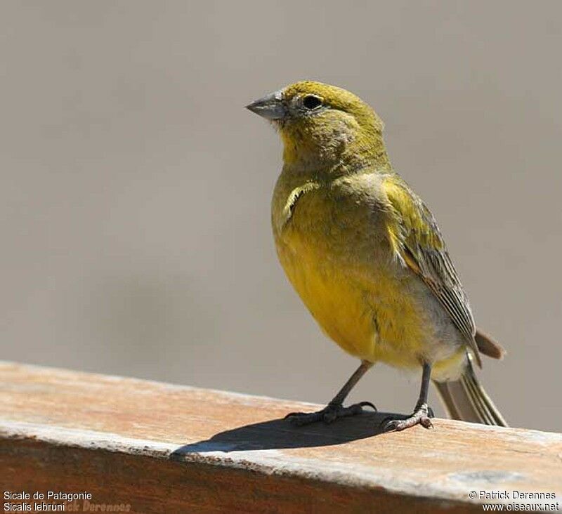 Sicale de Patagonie mâle adulte, identification