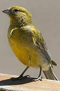 Patagonian Yellow Finch