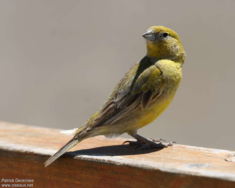 Sicale de Patagonie mâle adulte, identification