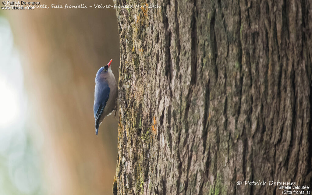 Sittelle veloutée, identification, habitat