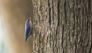 Velvet-fronted Nuthatch