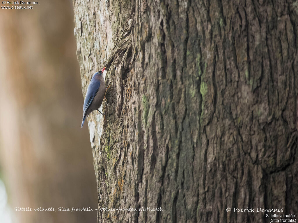 Sittelle veloutée, identification, habitat, régime