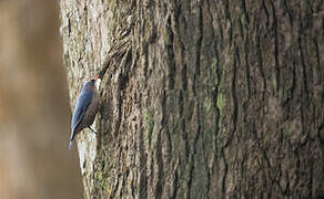 Velvet-fronted Nuthatch