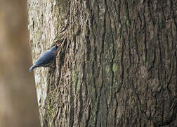 Velvet-fronted Nuthatch
