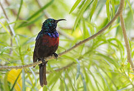 Red-chested Sunbird