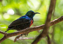 Red-chested Sunbird