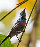 Red-chested Sunbird