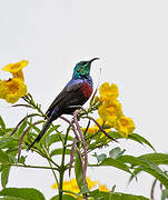 Red-chested Sunbird