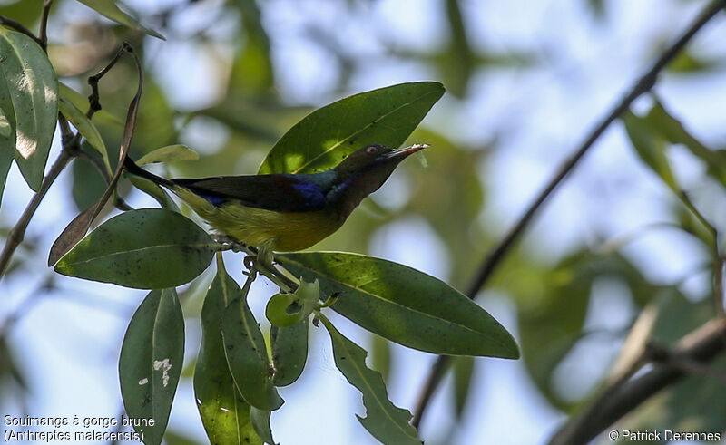 Brown-throated Sunbird male