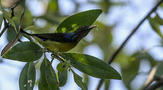 Brown-throated Sunbird