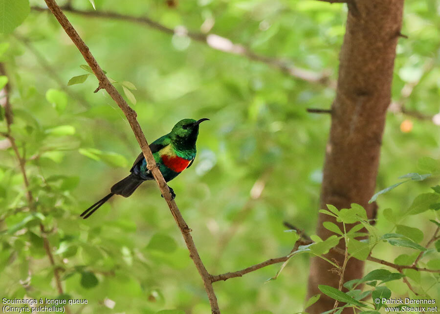 Beautiful Sunbird male adult, identification