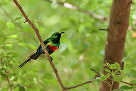 Beautiful Sunbird