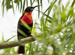 Scarlet-chested Sunbird