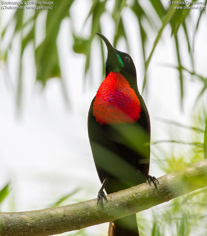 Scarlet-chested Sunbird male adult breeding