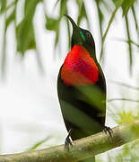 Scarlet-chested Sunbird