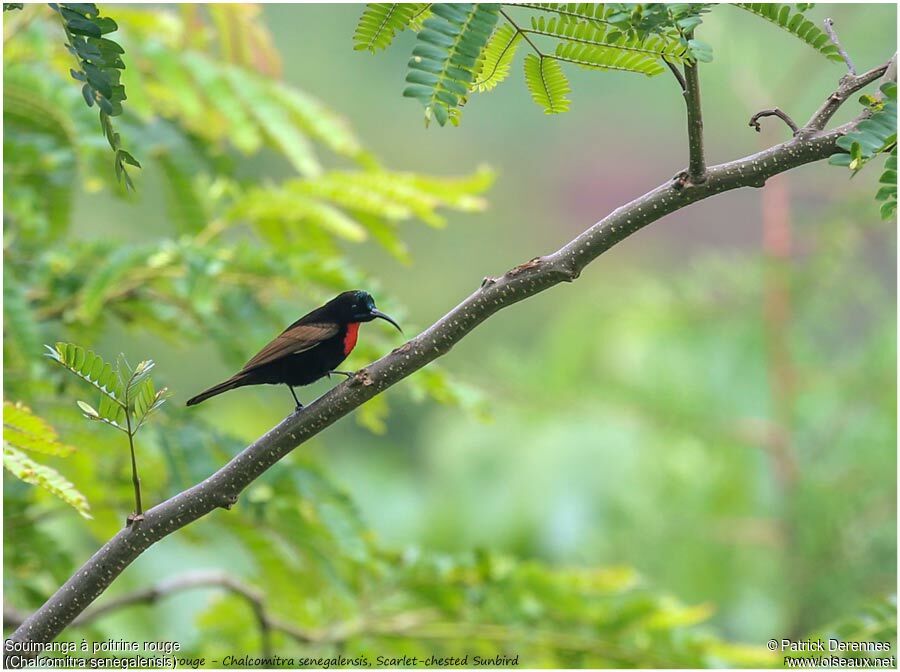 Scarlet-chested Sunbirdadult, identification